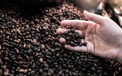Cropped Hand Holding Roasted Coffee Beans