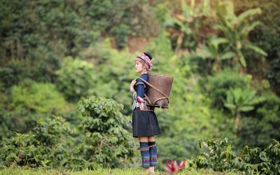 Hill Tribe Coffee Plantation,Akha Woman Picking Red Coffee On Bouquet On Tree,Coffee Product Of Hill Tribes.Northern Thailand